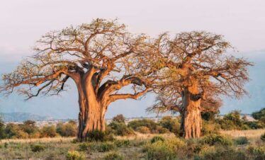 Kenya–Tanzania–Zanzibar Safari