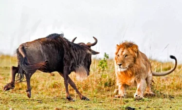 Kenya & Tanzania Signature Safari