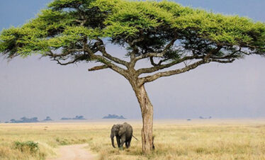Northern Circuit Safari